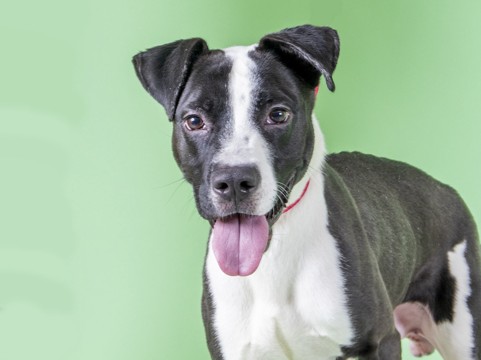 Last week's pet, still available: Enrique